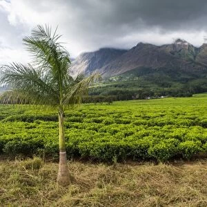 Tea estate on Mount Mulanje, Malawi, Africa