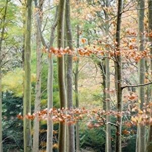 Trees, autumn, Leigh Woods, Bristol, England, United Kingdom, Europe
