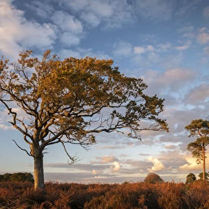 Trees on the heathland in late evening sunlight, New Forest, Hampshire, England, United