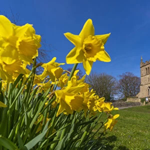 View of daffodils and St. Leonards Church, Scarcliffe near Chesterfield, Derbyshire