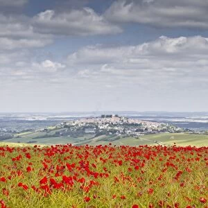 The village of Sancerre with a field of poppies in the foreground, Cher, Centre, France, Europe