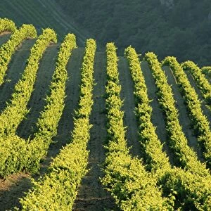 Vineyards, Vignobles de Gigandes, Vaucluse, Provence, France, Europe