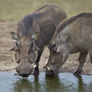 Two warthog (Phacochoerus aethiopicus) at a water hole, Addo Elephant National Park, South Africa, Africa
