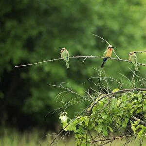 White-fronted bee-eater (Merops bullockoides), South Luangwa National Park, Zambia