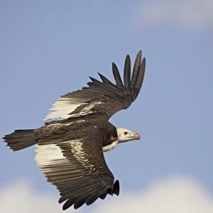 White-headed vulture (Trigonoceps occipitalis) soaring
