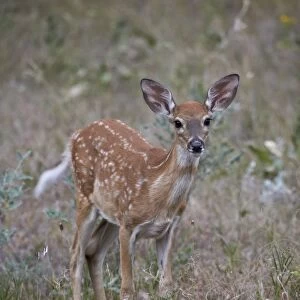 White-tailed deer (whitetail deer) (Virginia deer) (Odocoileus virginianus) fawn, Custer State Park, South Dakota, United States of America, North America