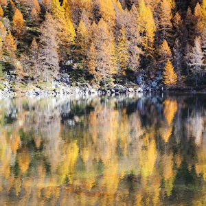 Yellow larches reflected in the water of the lake, Azzurro Lake, Valchiavenna, Valtellina