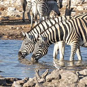 Zebras drinking in a pond, Etosha National Park, Namibia, Africa