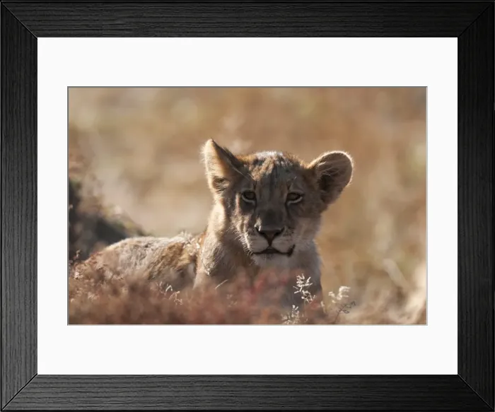 Framed Print : Lion (Panthera leo), Mashatu Game Reserve, Botswana, Africa Framed Print : Lion (Panthera leo), Mashatu Game Reserve, Botswana, Africa