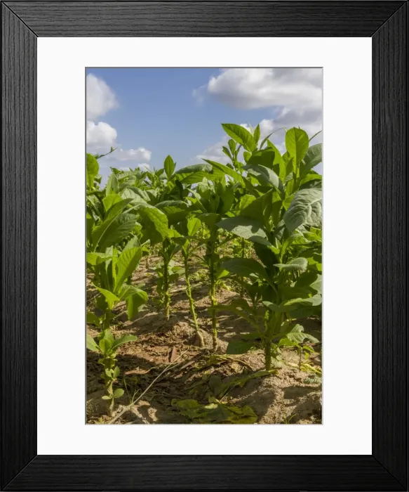Framed Print : Tobacco field, Pinar del Rio, Cuba, West Indies, Caribbean, Central America Framed Print : Tobacco field, Pinar del Rio, Cuba, West Indies, Caribbean, Central America
