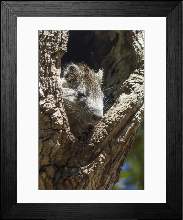 Framed Print : Tree rat (Desmarests Hutia), Cuba, West Indies, Caribbean, Central America Framed Print : Tree rat (Desmarests Hutia), Cuba, West Indies, Caribbean, Central America