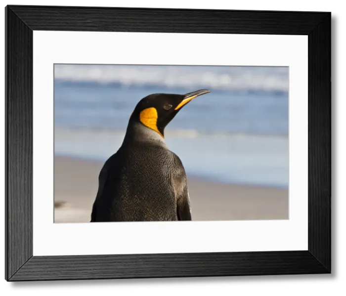 Framed Print : King penguin (Aptenodytes patagonicus) close up, The Neck, Saunders Island, Falkland Islands, South America Framed Print : King penguin (Aptenodytes patagonicus) close up, The Neck, Saunders Island, Falkland Islands, South America