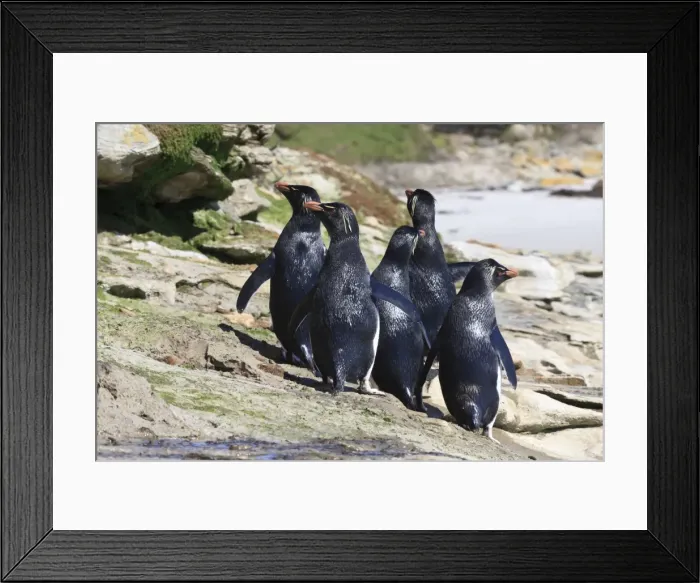 Framed Print : Wet rockhopper penguins (Eudyptes chrysocome) on rocks, the Neck, Saunders Island, Falkland Islands, South America Framed Print : Wet rockhopper penguins (Eudyptes chrysocome) on rocks, the Neck, Saunders Island, Falkland Islands, South America