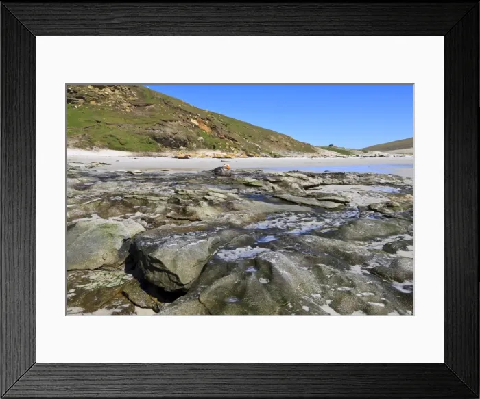 Framed Print : Falkland Flightless Steamerduck (Tachyeres brachypterus) on beach, the Neck, Saunders Island, Falkland Islands, South America Framed Print : Falkland Flightless Steamerduck (Tachyeres brachypterus) on beach, the Neck, Saunders Island, Falkland Islands, South America