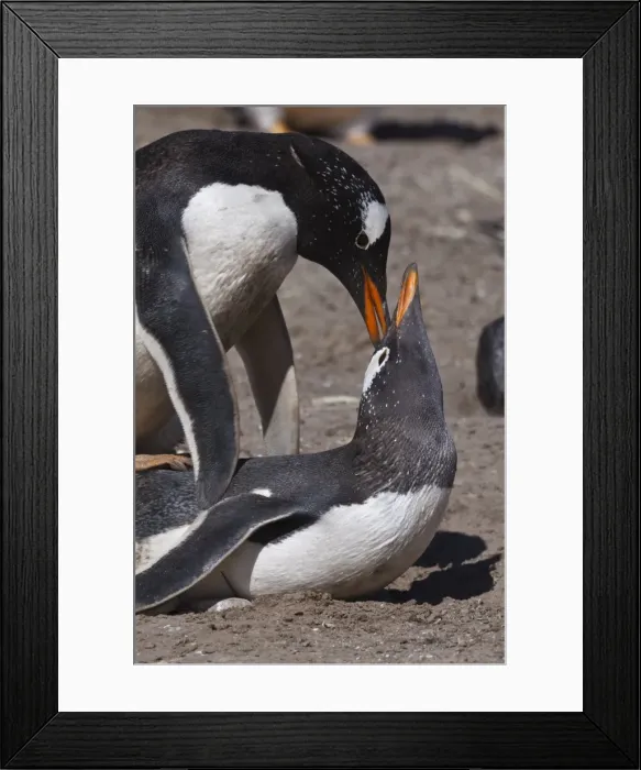 Framed Print : Gentoo penguins (Pygoscelis papua) mate during breeding season, the Neck, Saunders Island, Falkland Islands, South America Framed Print : Gentoo penguins (Pygoscelis papua) mate during breeding season, the Neck, Saunders Island, Falkland Islands, South America