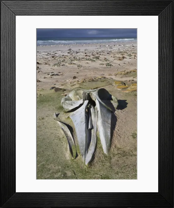 Framed Print : Sei whale (Balaenoptera borealis) skull, the Neck, Saunders Island, Falkland Islands, South America Framed Print : Sei whale (Balaenoptera borealis) skull, the Neck, Saunders Island, Falkland Islands, South America