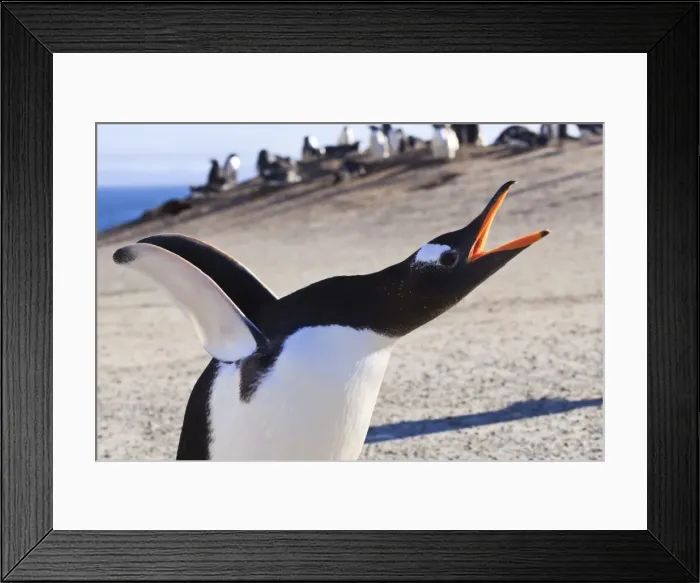 Framed Print : Gentoo penguin (Pygoscelis papua) brays, head stretched upwards and flippers out, the Neck, Saunders Island, Falkland Islands, South America Framed Print : Gentoo penguin (Pygoscelis papua) brays, head stretched upwards and flippers out, the Neck, Saunders Island, Falkland Islands, South America