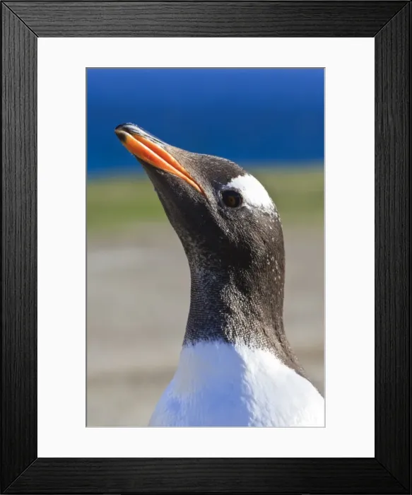 Framed Print : Close up of head of Gentoo penguin (Pygoscelis papua), the Neck, Saunders Island, Falkland Islands, South America Framed Print : Close up of head of Gentoo penguin (Pygoscelis papua), the Neck, Saunders Island, Falkland Islands, South America