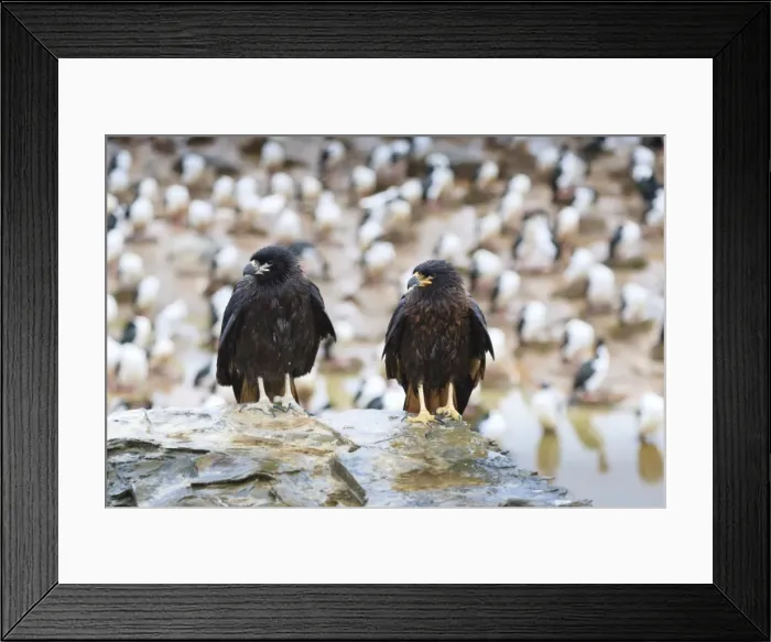 Framed Print : Two wet striated caracara (Phalcoboenus australis) in front of a colony of king cormorants, Sea Lion Island, Falkland Islands, South America Framed Print : Two wet striated caracara (Phalcoboenus australis) in front of a colony of king cormorants, Sea Lion Island, Falkland Islands, South America