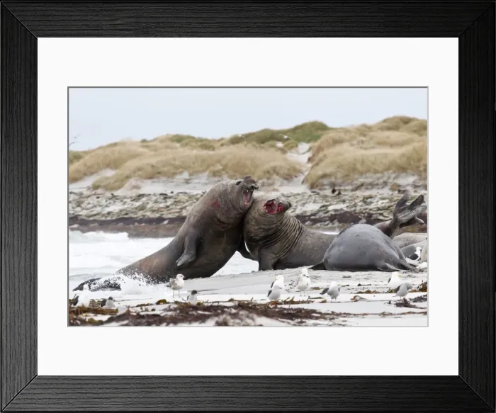 Framed Print : Two bloody southern elephant seal (Mirounga leonina) bulls do battle to establish dominance, Sea Lion Island, Falkland Islands, South America Framed Print : Two bloody southern elephant seal (Mirounga leonina) bulls do battle to establish dominance, Sea Lion Island, Falkland Islands, South America
