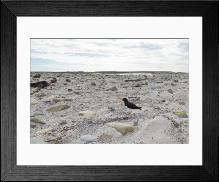 Framed Print : Magellanic oyster catcher (Haematopus leucopodus) and Sea Lion Lodge, Sea Lion Island, Falkland Islands, South America Framed Print : Magellanic oyster catcher (Haematopus leucopodus) and Sea Lion Lodge, Sea Lion Island, Falkland Islands, South America
