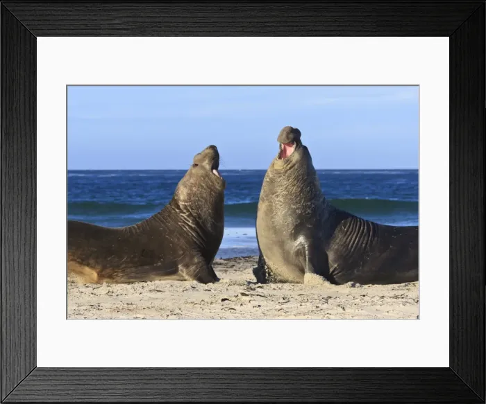 Framed Print : Two southern elephant seal (Mirounga leonina) bulls rear up to establish dominance, Sea Lion Island, Falkland Islands, South America Framed Print : Two southern elephant seal (Mirounga leonina) bulls rear up to establish dominance, Sea Lion Island, Falkland Islands, South America
