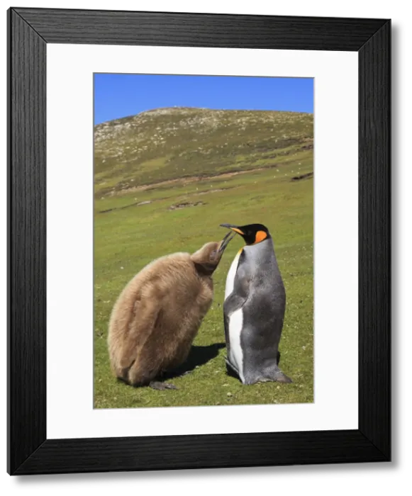 Framed Print : King penguin (Aptenodytes patagonicus) feeding chick inland, the Neck, Saunders Island, Falkland Islands, South America Framed Print : King penguin (Aptenodytes patagonicus) feeding chick inland, the Neck, Saunders Island, Falkland Islands, South America