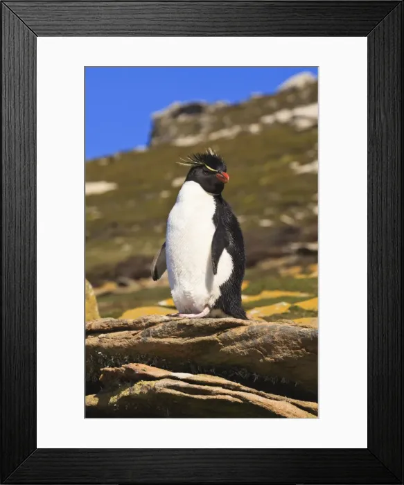 Framed Print : Rockhopper penguin (Eudyptes chrysocome) poses on a rock, the Neck, Saunders Island, Falkland Islands, South America