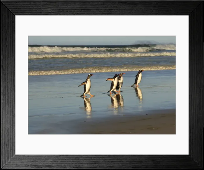 Framed Print : Reflected gentoo penguins (Pygoscelis papua) emerge from the sea, The Neck, Saunders Island, Falkland Islands, South America Framed Print : Reflected gentoo penguins (Pygoscelis papua) emerge from the sea, The Neck, Saunders Island, Falkland Islands, South America