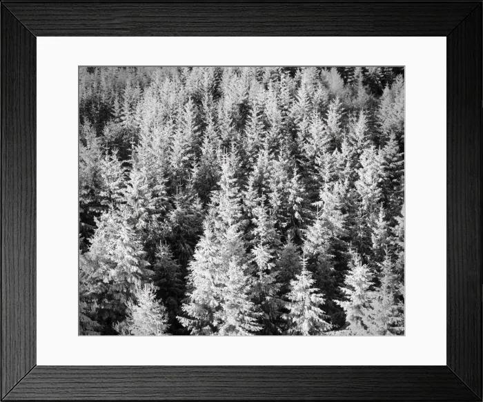 Framed Print : Snow-covered trees in winter, Nature Reserve, Kaltenbronn, Gernsbach, Black Forest, Baden Wurttemberg, Germany, Europe Framed Print : Snow-covered trees in winter, Nature Reserve, Kaltenbronn, Gernsbach, Black Forest, Baden Wurttemberg, Germany, Europe