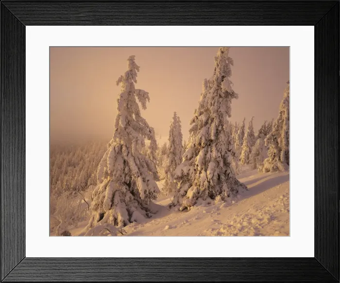 Framed Print : Snow-covered trees in winter at sunset, Feldberg Mountain, Black Forest, Baden Wurttemberg, Germany, Europe Framed Print : Snow-covered trees in winter at sunset, Feldberg Mountain, Black Forest, Baden Wurttemberg, Germany, Europe