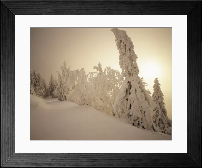 Framed Print : Snow-covered trees and path through winter landscape, Feldberg Mountain, Black Forest, Baden Wurttemberg, Germany, Europe Framed Print : Snow-covered trees and path through winter landscape, Feldberg Mountain, Black Forest, Baden Wurttemberg, Germany, Europe