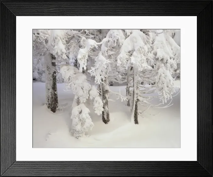 Framed Print : Snow-covered trees in winter, Feldberg Mountain, Black Forest, Baden Wurttemberg, Germany, Europe Framed Print : Snow-covered trees in winter, Feldberg Mountain, Black Forest, Baden Wurttemberg, Germany, Europe