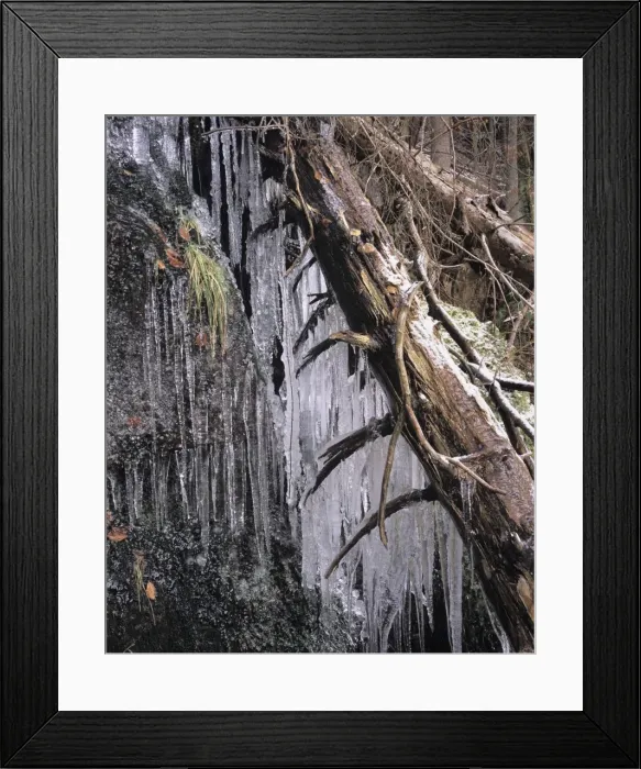 Framed Print : Icy tree, near Baiersbronn, Black Forest, Baden Wurttemberg, Germany, Europe Framed Print : Icy tree, near Baiersbronn, Black Forest, Baden Wurttemberg, Germany, Europe