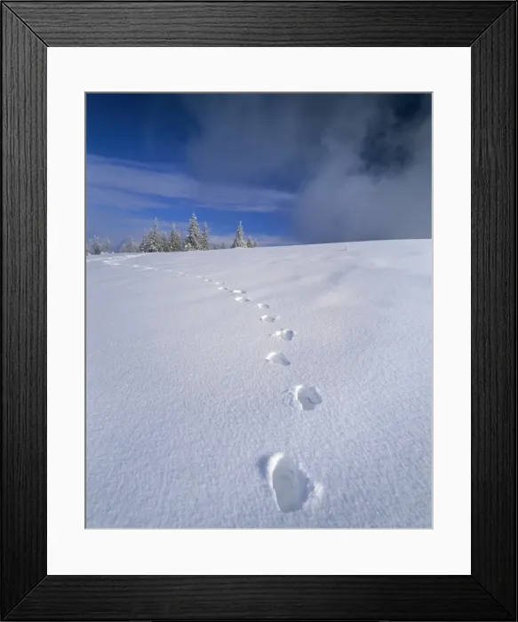 Framed Print : Foot steps in the snow, Kandel Mountain, Black Forest, Baden Wurttemberg, Germany, Europe Framed Print : Foot steps in the snow, Kandel Mountain, Black Forest, Baden Wurttemberg, Germany, Europe