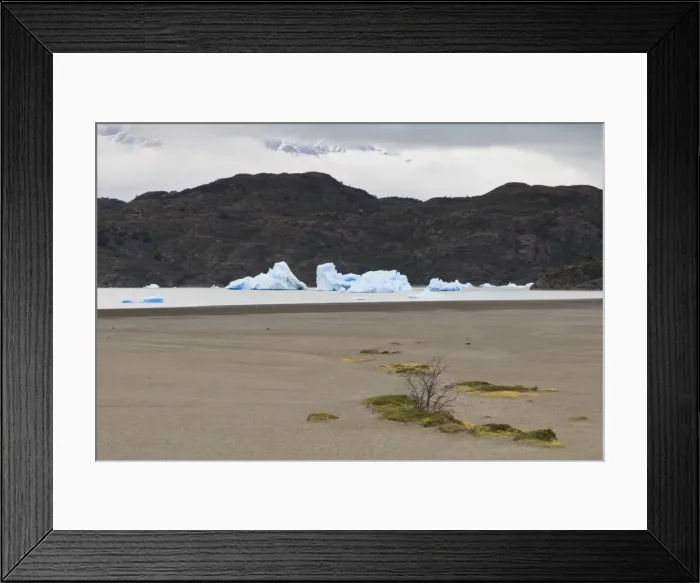 Framed Print : Lone bush on Lago Grey lakeshore, with icebergs behind, Torres del Paine National Park, Patagonia, Chile, South America Framed Print : Lone bush on Lago Grey lakeshore, with icebergs behind, Torres del Paine National Park, Patagonia, Chile, South America
