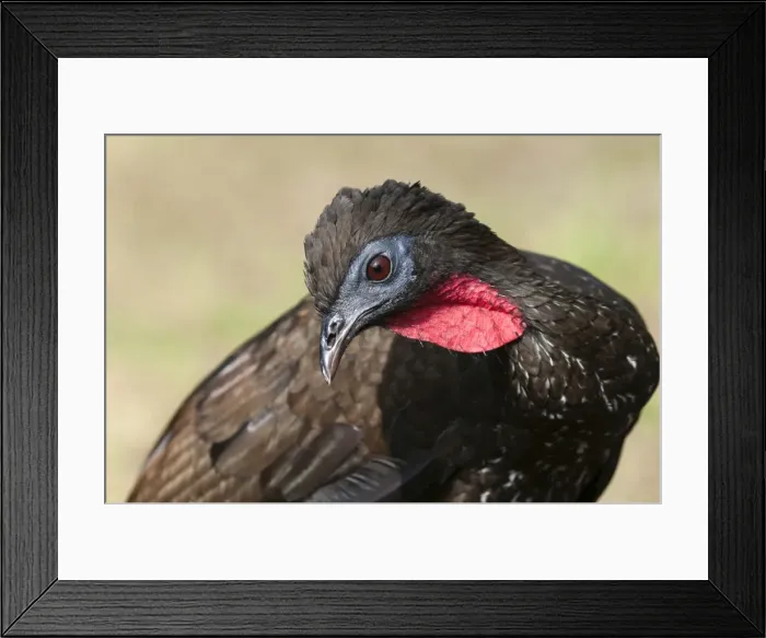 Framed Print : Crested Guan (Penelope purpurascens), Osa Peninsula, Costa Rica, Central America Framed Print : Crested Guan (Penelope purpurascens), Osa Peninsula, Costa Rica, Central America