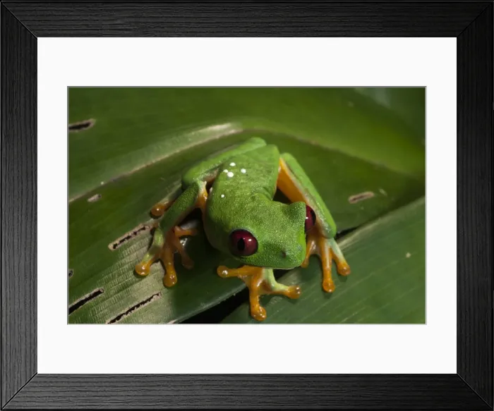 Framed Print : Red-eyed tree frog (Agalychnis callidryas), Manuel Antonio National Park, Costa Rica, Central America Framed Print : Red-eyed tree frog (Agalychnis callidryas), Manuel Antonio National Park, Costa Rica, Central America