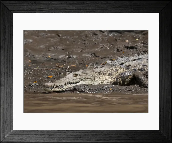 Framed Print : American Crocodile (Crocodylus acutus), Palo Verde National Park, Costa Rica, Central America Framed Print : American Crocodile (Crocodylus acutus), Palo Verde National Park, Costa Rica, Central America
