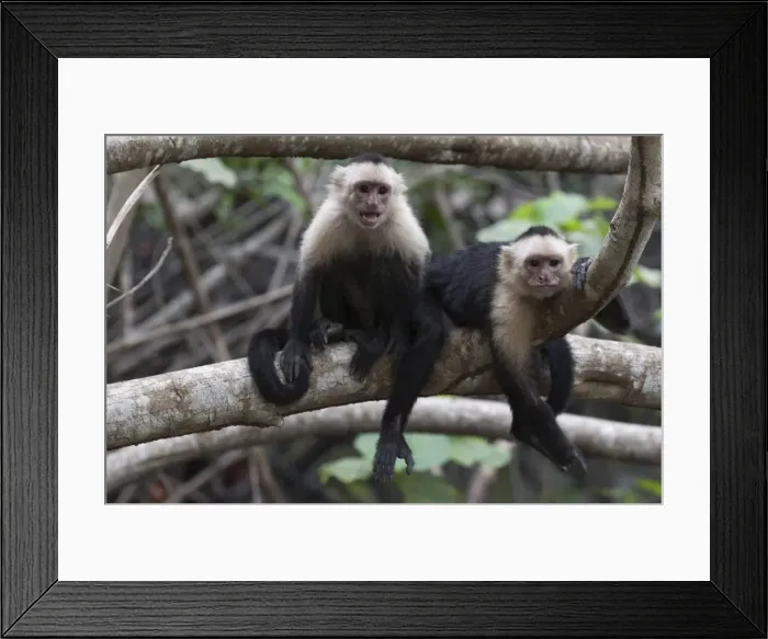 Framed Print : White-faced Capuchin monkey (Cebus capucinus), Curu Wildlife Reserve, Costa Rica, Central America Framed Print : White-faced Capuchin monkey (Cebus capucinus), Curu Wildlife Reserve, Costa Rica, Central America