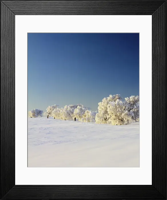 Framed Print : Snow-covered birch trees, Schauinsland Mountain, Black Forest, Baden Wurttemberg, Germany, Europe Framed Print : Snow-covered birch trees, Schauinsland Mountain, Black Forest, Baden Wurttemberg, Germany, Europe