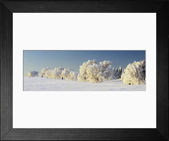 Framed Print : Snow-covered beech trees, Schauinsland Mountain, Black Forest, Baden Wurttemberg, Germany, Europe Framed Print : Snow-covered beech trees, Schauinsland Mountain, Black Forest, Baden Wurttemberg, Germany, Europe