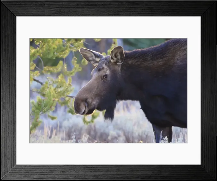 Framed Print : Backlit moose (Alces alces) cow in profile, Grand Teton National Park, Wyoming, United States of America, North America Framed Print : Backlit moose (Alces alces) cow in profile, Grand Teton National Park, Wyoming, United States of America, North America