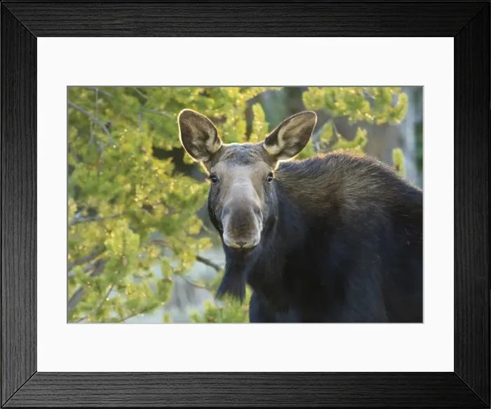 Framed Print : Backlit moose (Alces alces) cow stares at camera in evening light, Grand Teton National Park, Wyoming, United States of America, North America Framed Print : Backlit moose (Alces alces) cow stares at camera in evening light, Grand Teton National Park, Wyoming, United States of America, North America
