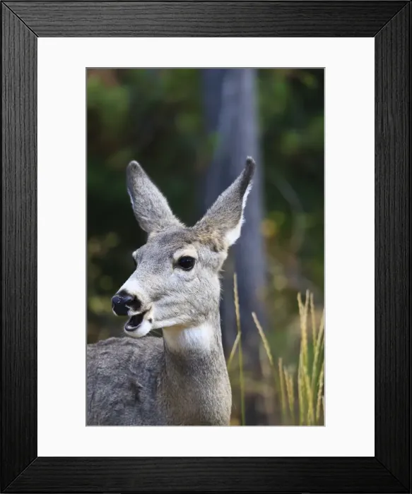 Framed Print : Mule deer (Odocoileus hemionus) with open mouth, Grand Teton National Park, Wyoming, United States of America, North America Framed Print : Mule deer (Odocoileus hemionus) with open mouth, Grand Teton National Park, Wyoming, United States of America, North America