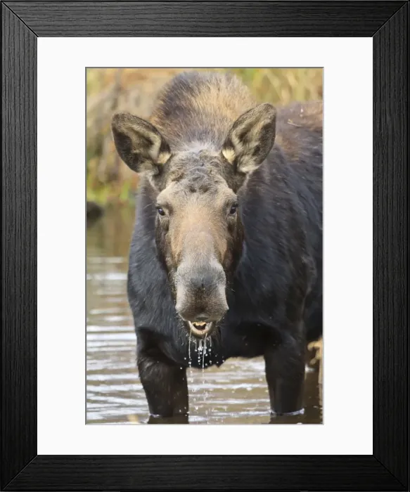 Framed Print : Moose (Alces alces) cow in pond breaks from filter feeding and stares at camera, Grand Teton National Park, Wyoming, United States of America, North America