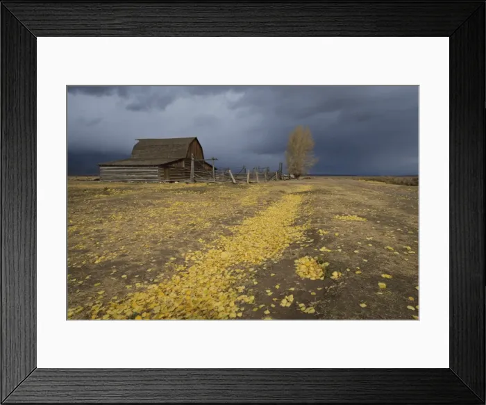 Framed Print : Storm approaches, autumn (fall) leaves cover the ground, Mormon Row barn, Grand Teton National Park, Wyoming, United States of America, North America Framed Print : Storm approaches, autumn (fall) leaves cover the ground, Mormon Row barn, Grand Teton National Park, Wyoming, United States of America, North America