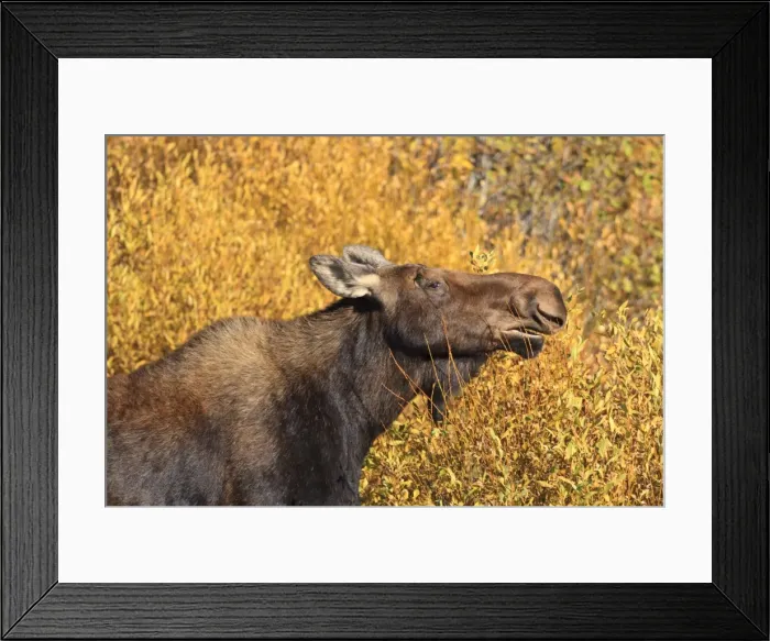 Framed Print : Moose (Alces alces) cow in profile, surrounded by golden autumn (fall) vegetation, Grand Teton National Park, Wyoming, United States of America, North America Framed Print : Moose (Alces alces) cow in profile, surrounded by golden autumn (fall) vegetation, Grand Teton National Park, Wyoming, United States of America, North America