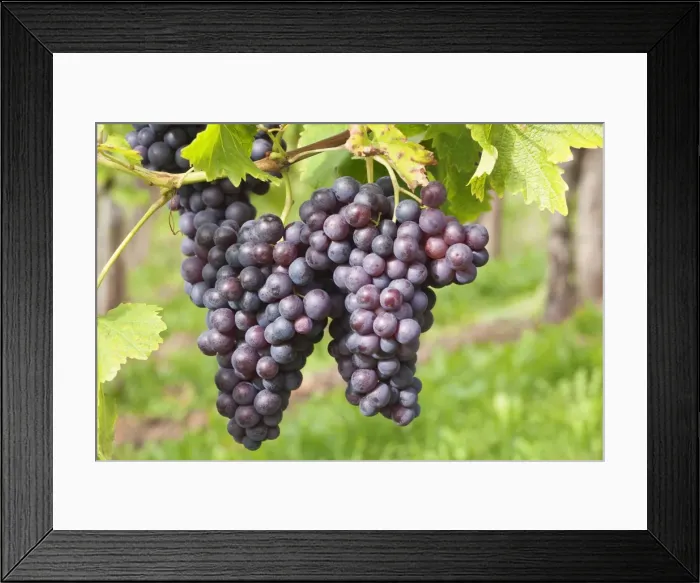 Framed Print : Red wine grapes, Uhlbach, Baden Wurttemberg, Germany, Europe Framed Print : Red wine grapes, Uhlbach, Baden Wurttemberg, Germany, Europe