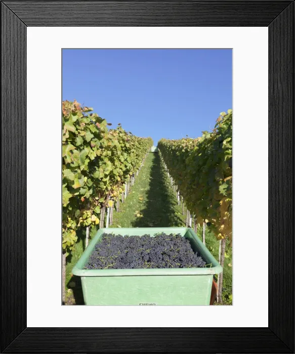 Framed Print : Grape harvest, Esslingen, Baden Wurttemberg, Germany, Europe Framed Print : Grape harvest, Esslingen, Baden Wurttemberg, Germany, Europe